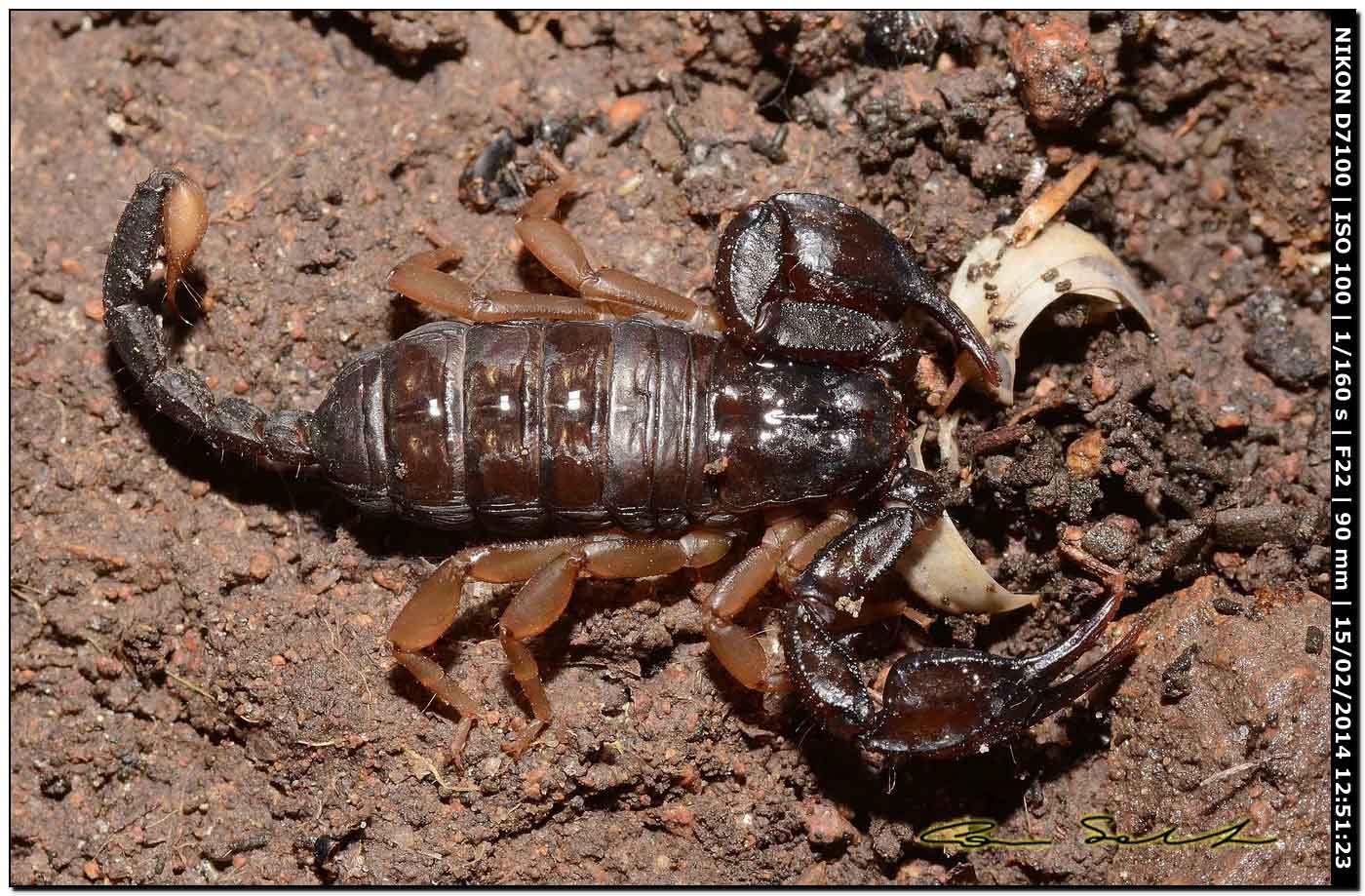 Euscorpius flavicaudis da Alghero (SS)